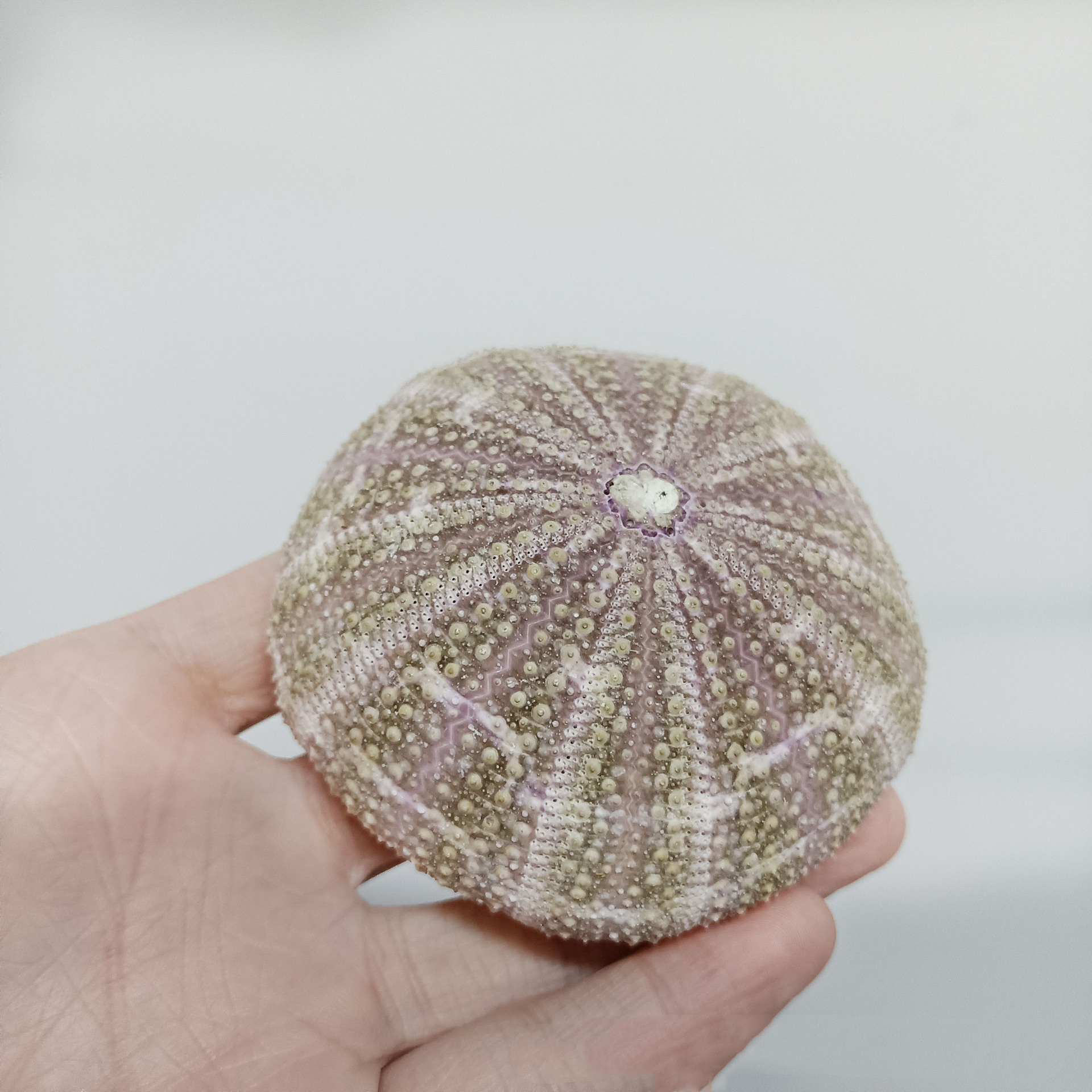 Hot selling 11-13CM Sea Urchin Shell Conch  Marine Specimen DIY Home Decoration Shell Green Spotted Sea Urchin