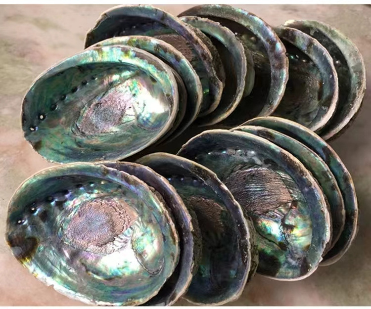 natural sea shells mother of pearl New Zealand raw abalone shell for decoration accessories craft