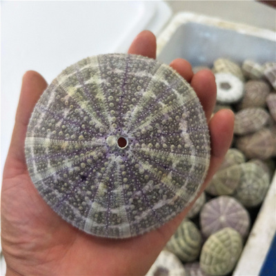 Hot selling 11-13CM Sea Urchin Shell Conch  Marine Specimen DIY Home Decoration Shell Green Spotted Sea Urchin