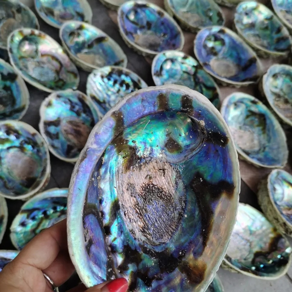 natural sea shells mother of pearl New Zealand raw abalone shell for decoration accessories craft