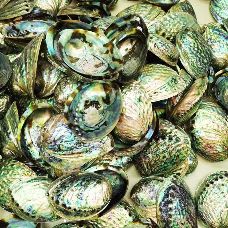 Cystar best price New Zealand polished paua abalone shell in stock