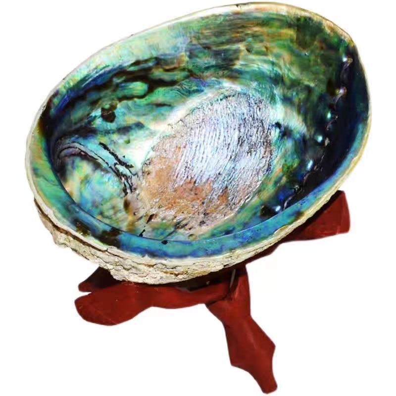 Factory Direct Sale 5 inch Abalone Shell for Sale Wholesale Nature New Zealand Abalone Sea Shell