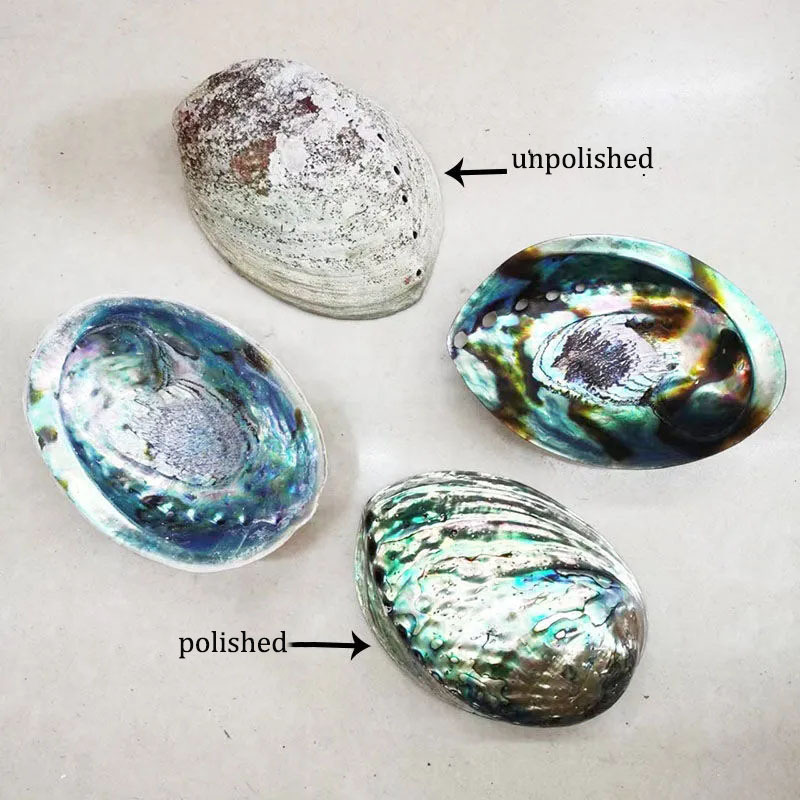 Hot Selling 12-15cm Nautical Seashell Large Natural Raw Seashell Zealand Abalone Shell for Burning Sage