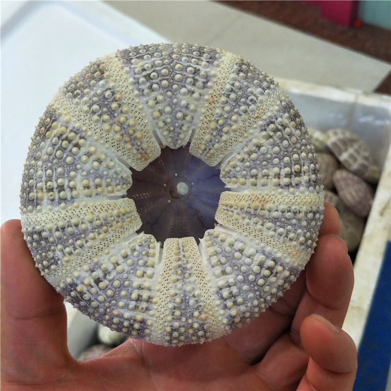 Hot selling 11-13CM Sea Urchin Shell Conch  Marine Specimen DIY Home Decoration Shell Green Spotted Sea Urchin