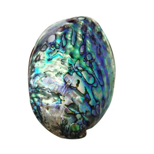 Hot Selling 10-15 cm Polished Abalone Seashell  Both Sides Polished Natural New Zealand Paua Shell Price