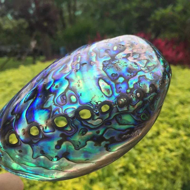 large stock polished new zealand abalone paua shells wholesale