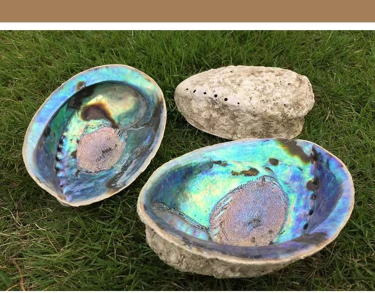 Factory Direct Sale 5 inch Abalone Shell for Sale Wholesale Nature New Zealand Abalone Sea Shell