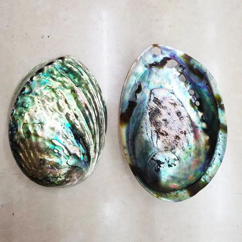 Hot Selling 10-15 cm Polished Abalone Seashell  Both Sides Polished Natural New Zealand Paua Shell Price