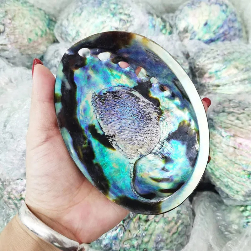 Cystar best price New Zealand polished paua abalone shell in stock