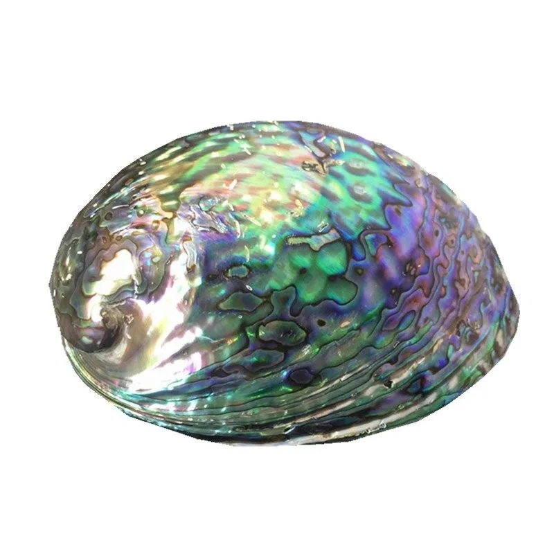 large stock polished new zealand abalone paua shells wholesale