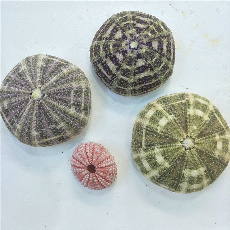 Hot selling 11-13CM Sea Urchin Shell Conch  Marine Specimen DIY Home Decoration Shell Green Spotted Sea Urchin