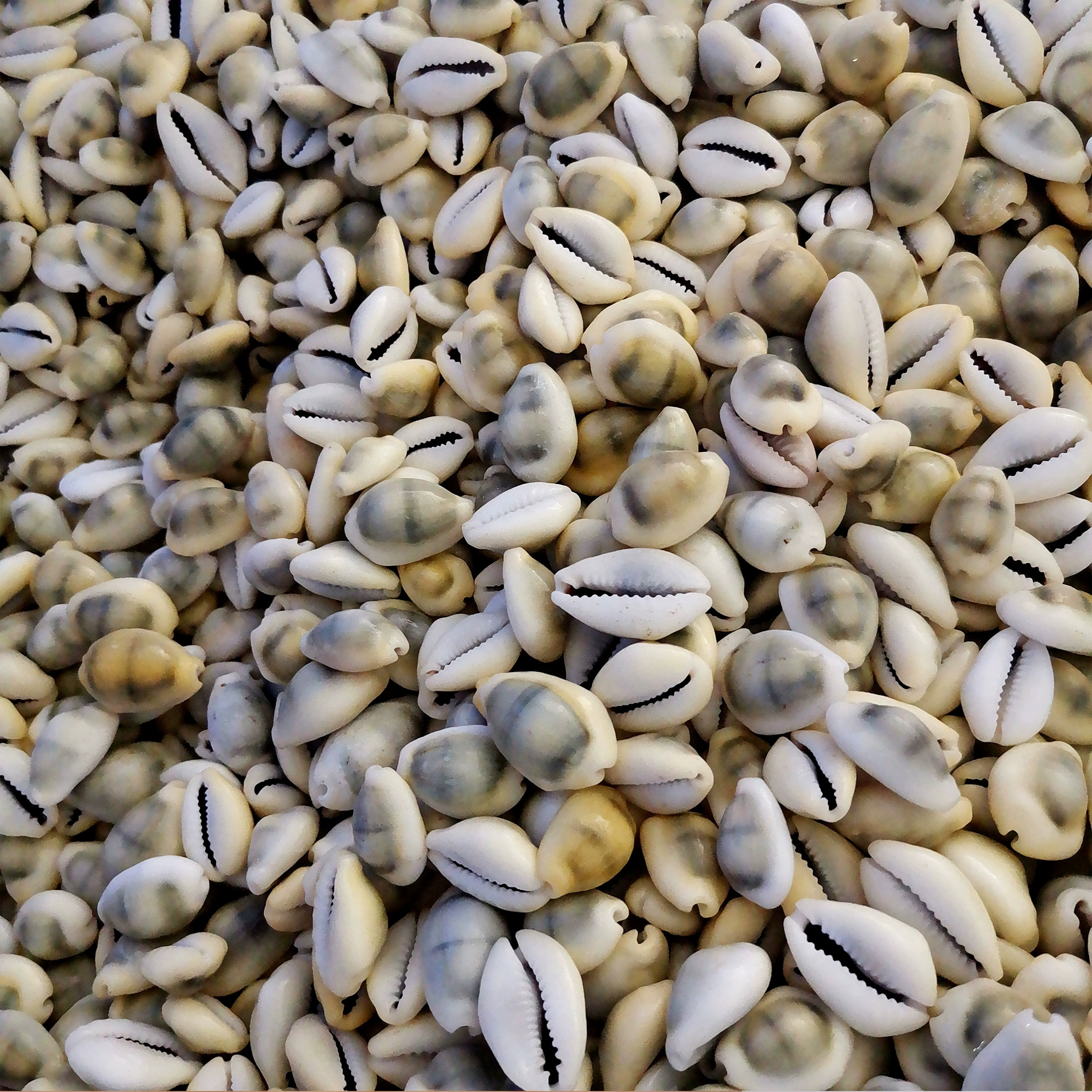 Sea shells white yellow cowrie shell bulk quantity ocean cowry seashells wholesale for crafts making