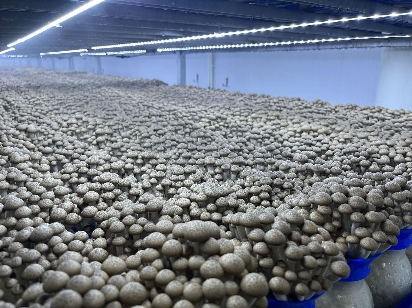 DETAN export fresh shimeiji mushroom wholesale brown beech mushroom