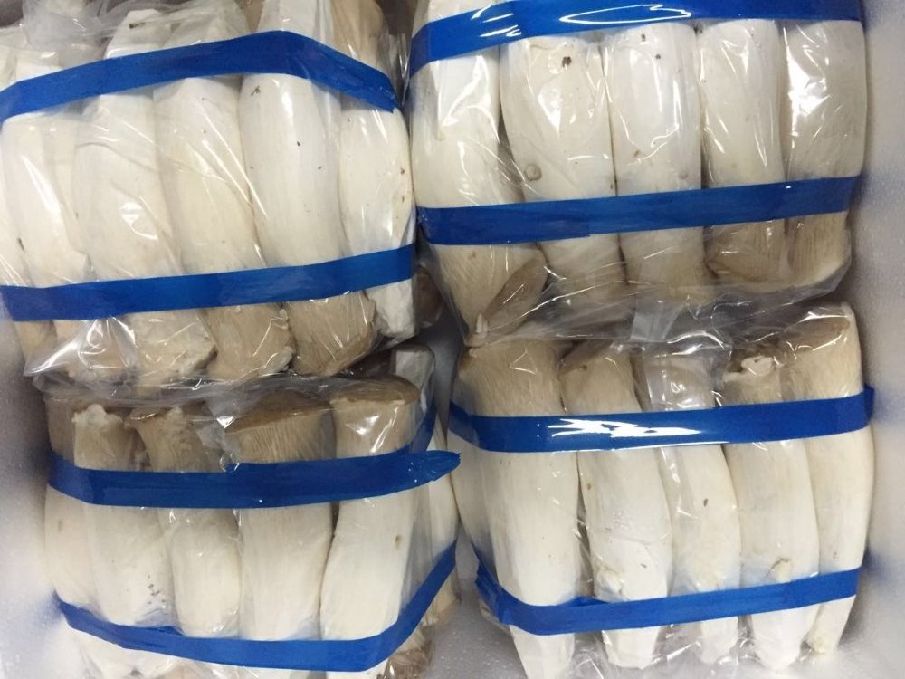 China export fresh king oyster mushroom king trumpet mushroom price