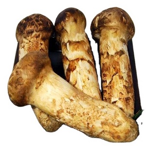 Detan Wholesale Bulk Price  fresh matsutake  pine mushroom with low price