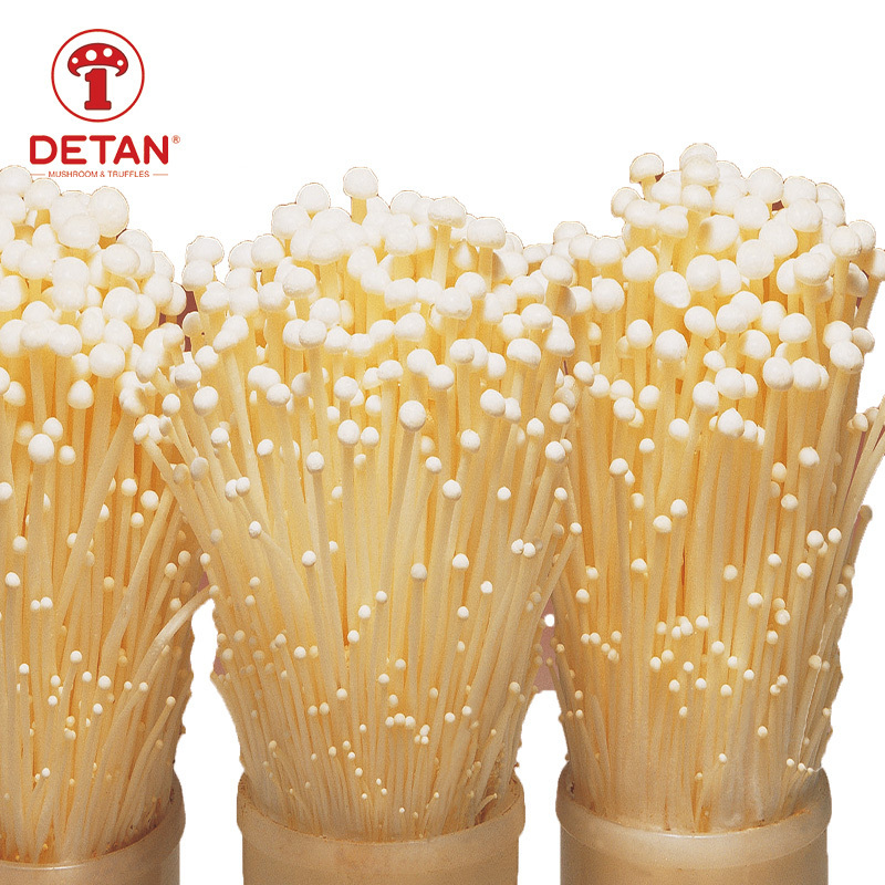 china Export fresh enoki mushroom high quality enoki mushroom cultivation