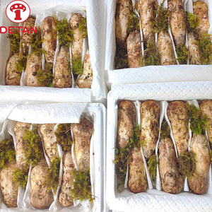 Wholesale natural Tricholoma Matsutake Wild Fresh Matsutake Mushroom for sale