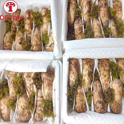 Wholesale natural Tricholoma Matsutake Wild Fresh Matsutake Mushroom for sale