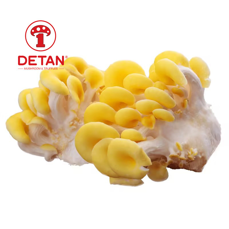 hot sale product detan  Artificial cultivation Fresh organic golden Oyster Mushroom