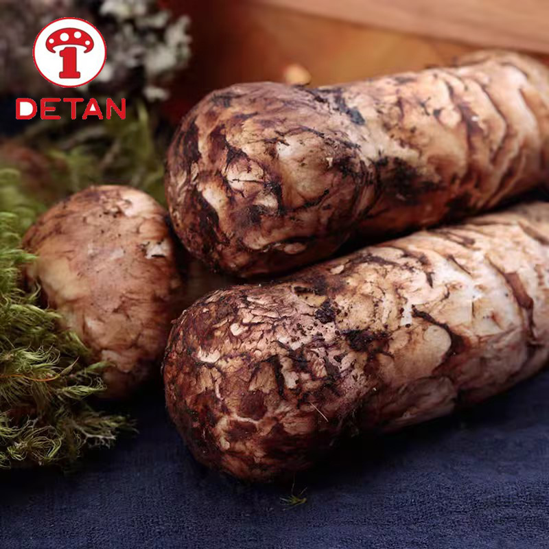 yunnan wild fresh song rong mushroom china export tricholoma matsutake mushroom