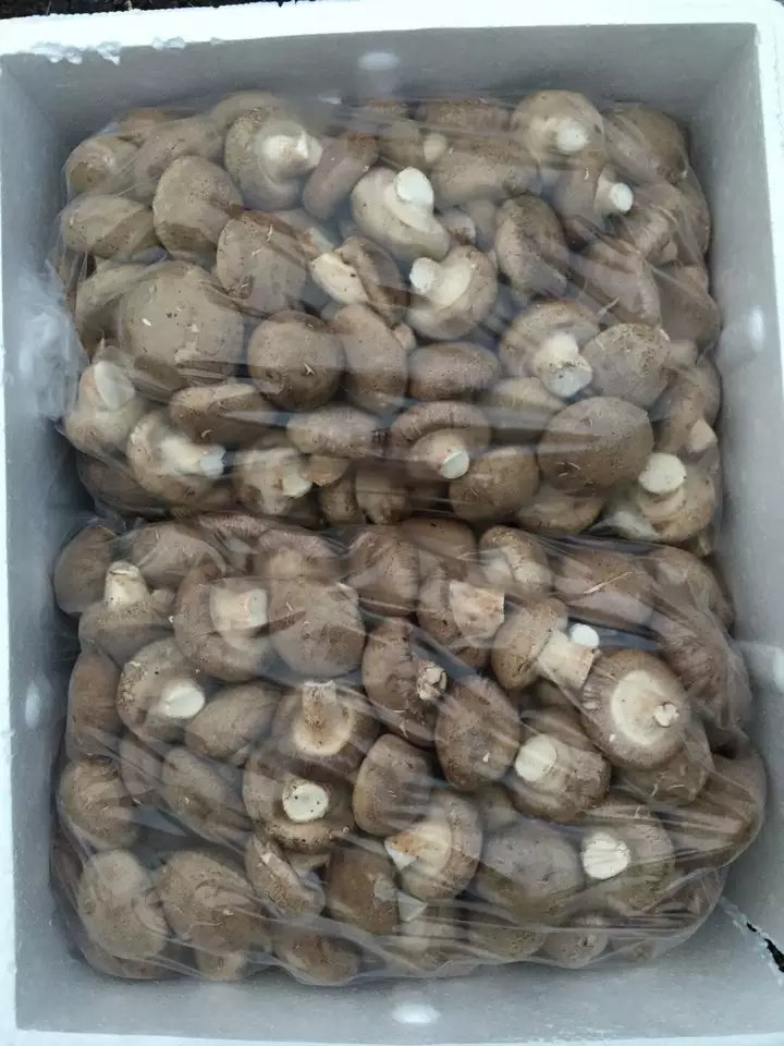 Detan reishi shiitake High Quality Fresh Shiitake Mushroom