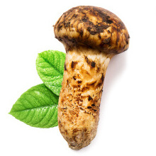 Detan Wholesale Bulk Price  fresh matsutake  pine mushroom with low price