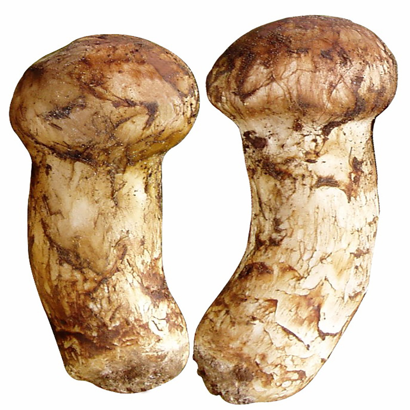 yunnan wild fresh matsutake mushroom detan export fresh tricholoma matsutake mushroom