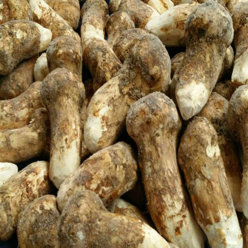 DETAN export fresh wild mushroom fresh matsutake mushroom