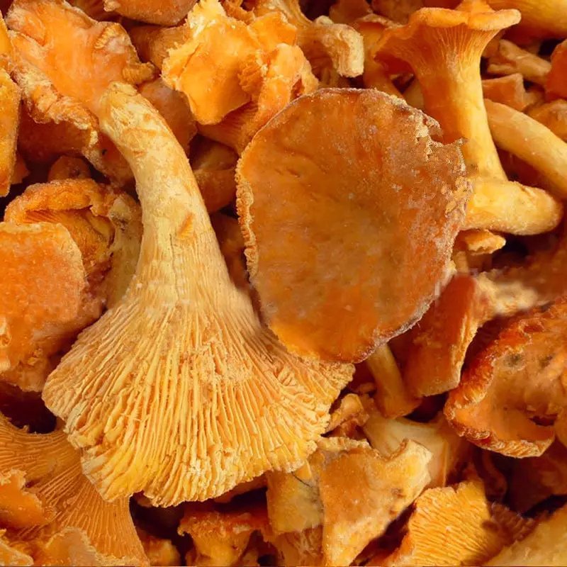 Detan Exports Frozen Wild Chanterelle mushrooms with Pure wild, seasonal mushroom