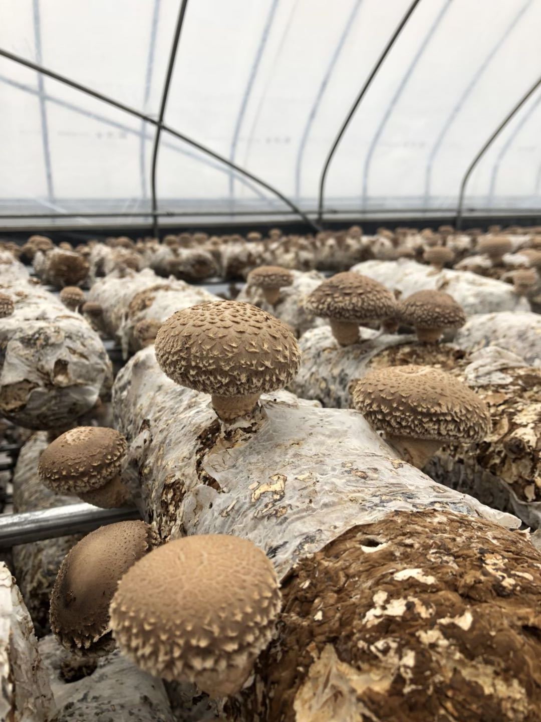 Exotic Chinese Factory Growing Fresh Shiitake Mushroom