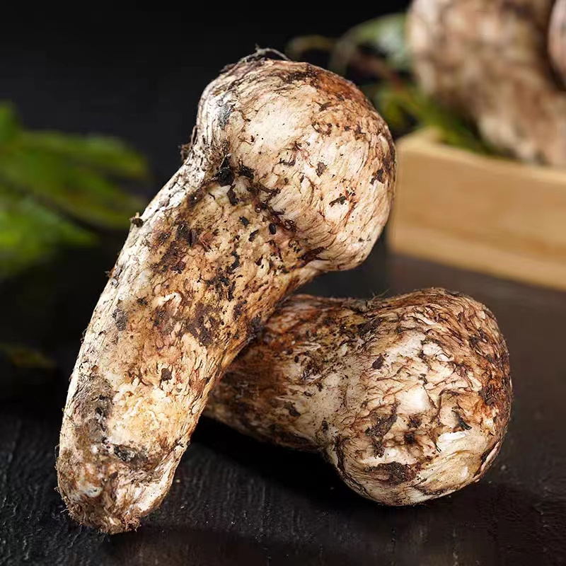 Wholesale natural Tricholoma Matsutake Wild Fresh Matsutake Mushroom for sale