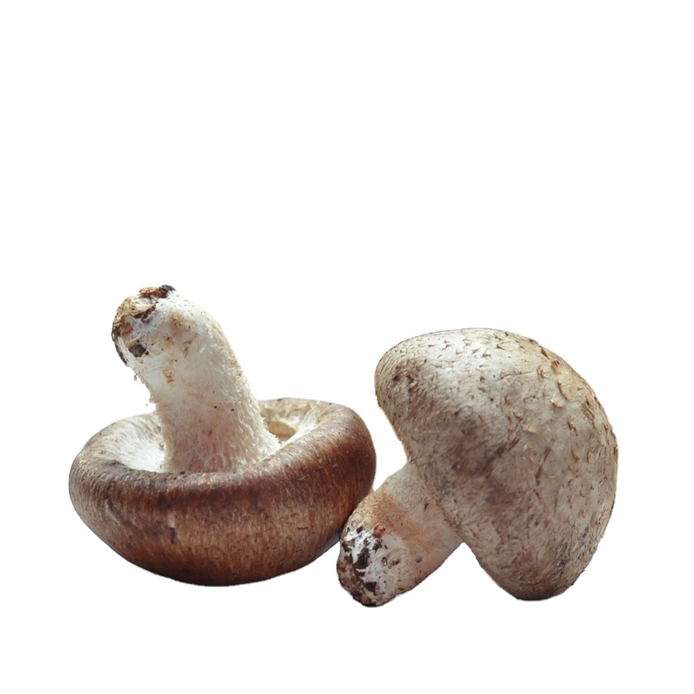 Detan reishi shiitake High Quality Fresh Shiitake Mushroom