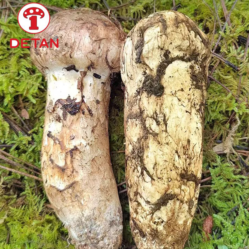 Song Rong yunnan wild fresh song rong mushroom china export tricholoma matsutake ...