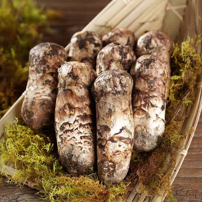 Detan Wholesale Bulk Price  fresh matsutake  pine mushroom with low price