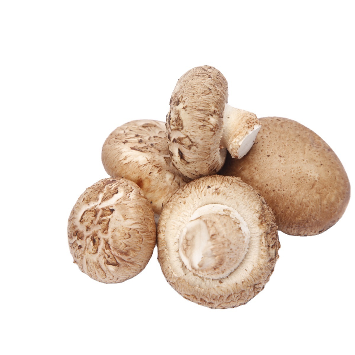 Exotic Chinese Factory Growing Fresh Shiitake Mushroom