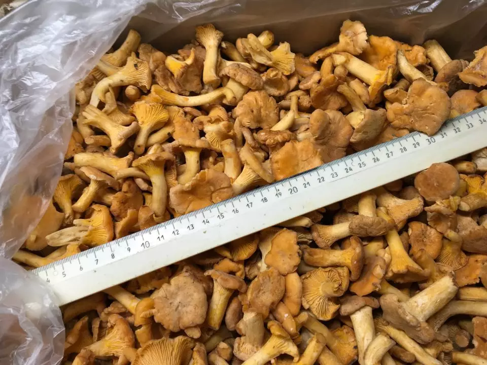 Detan Exports Frozen Wild Chanterelle mushrooms with Pure wild, seasonal mushroom