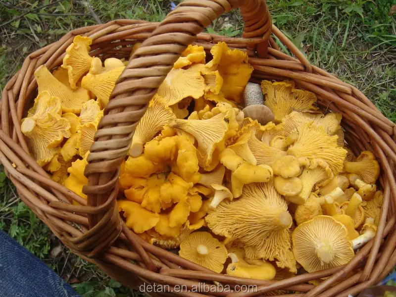 Detan Exports Frozen Wild Chanterelle mushrooms with Pure wild, seasonal mushroom