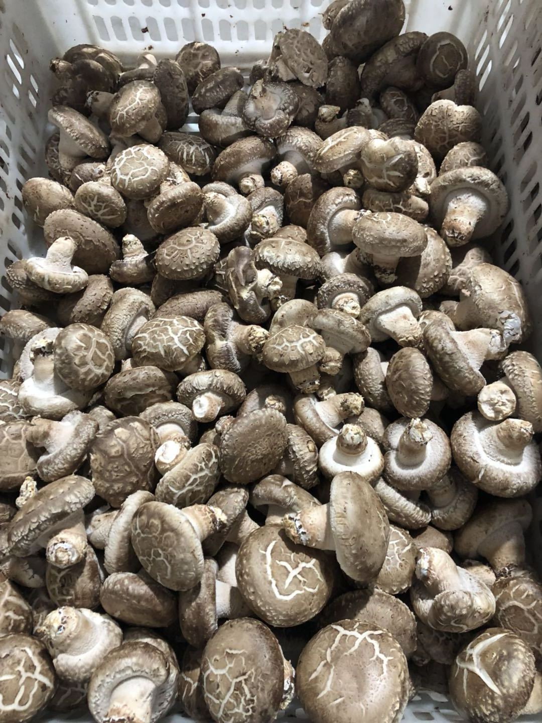 Exotic Chinese Factory Growing Fresh Shiitake Mushroom