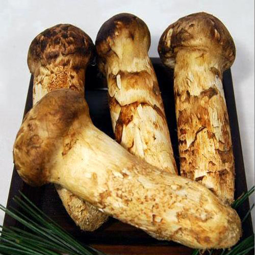 yunnan wild fresh song rong mushroom china export tricholoma matsutake mushroom