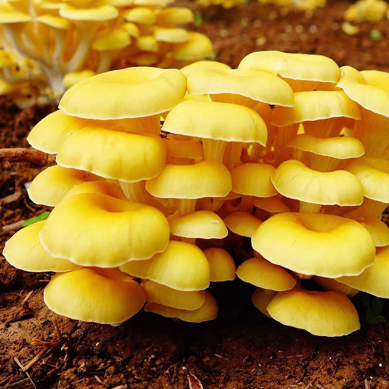 hot sale product detan  Artificial cultivation Fresh organic golden Oyster Mushroom