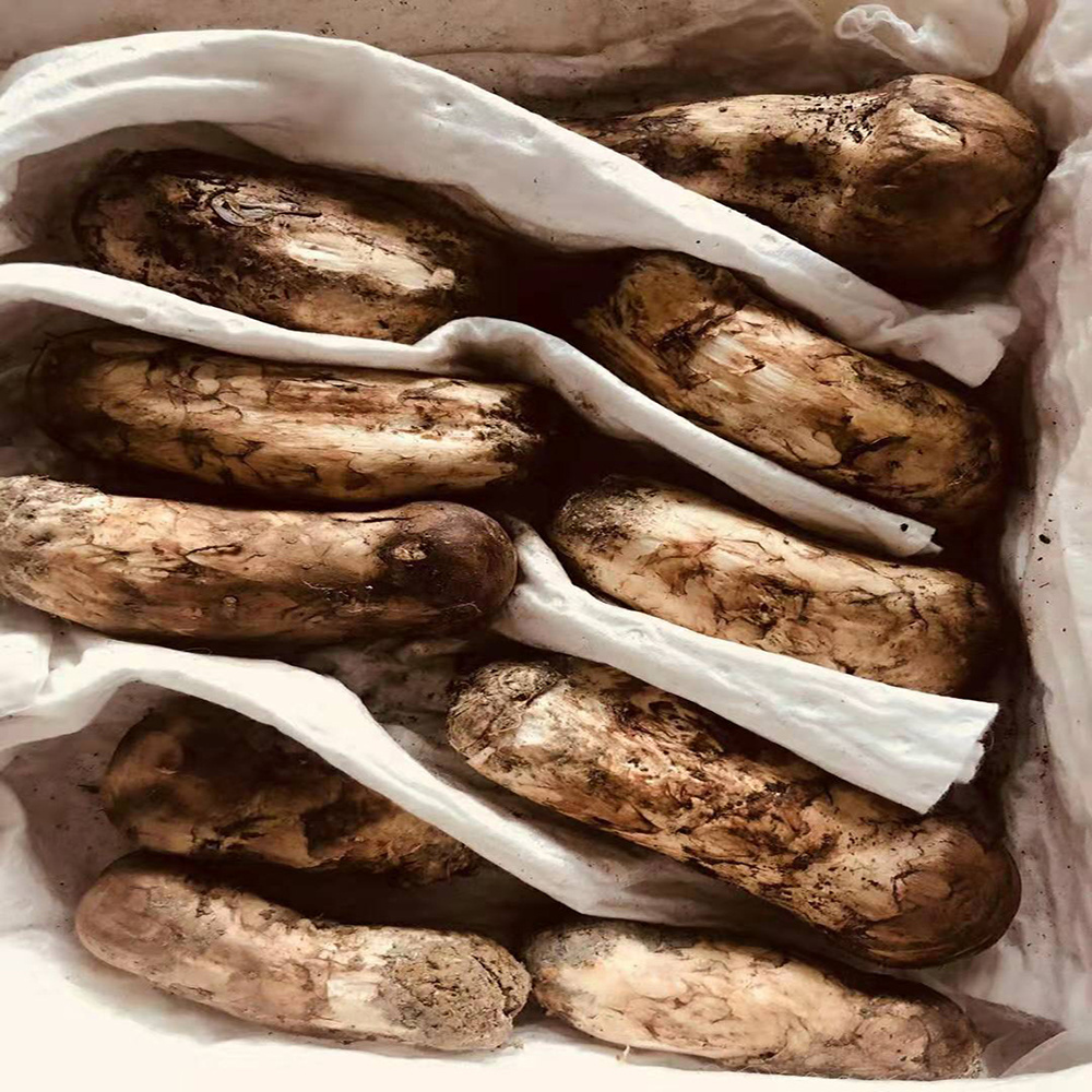 DETAN export fresh/frozen/fried  matsutake pine mushroom