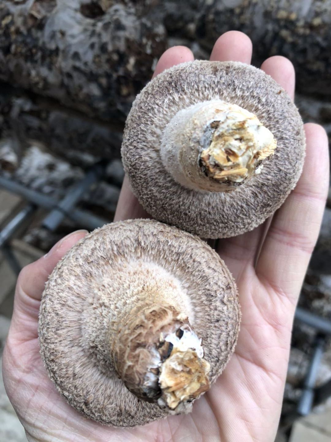 Exotic Chinese Factory Growing Fresh Shiitake Mushroom