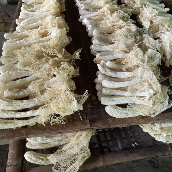 Hot Sale Dried Dictyophora Indusiata Bamboo Fungus Nutritional Dictyophora Mushrooms