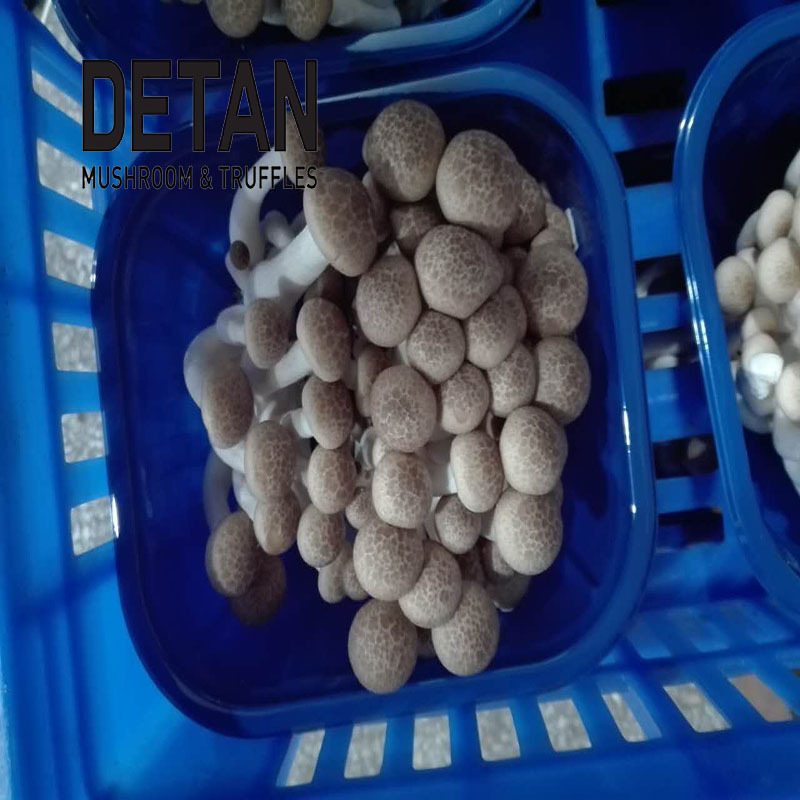 DETAN export fresh shimeiji mushroom wholesale brown beech mushroom