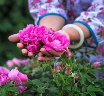 OEM Available Factory Wholesale Organic Blooming Rose Flower Rose Corolla Tea