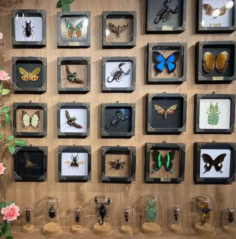 Custom wholesale wooden photo frame insect specimen frame for framed  Insect specimen butterfly specimen