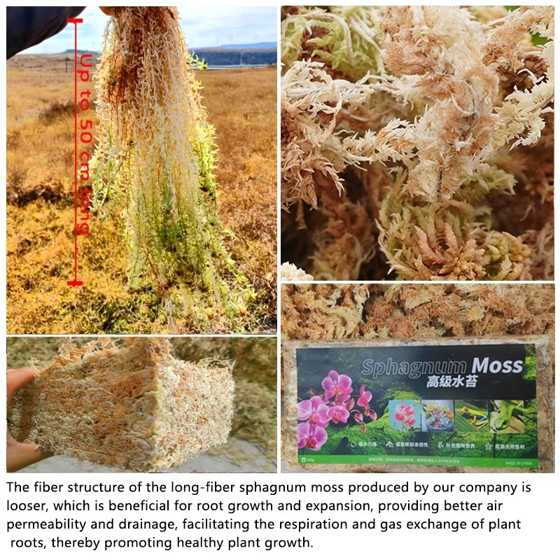 Premium long fiber sphagnum moss Orchid cultivation substrate for the flower planting industry Save work when change flower pot