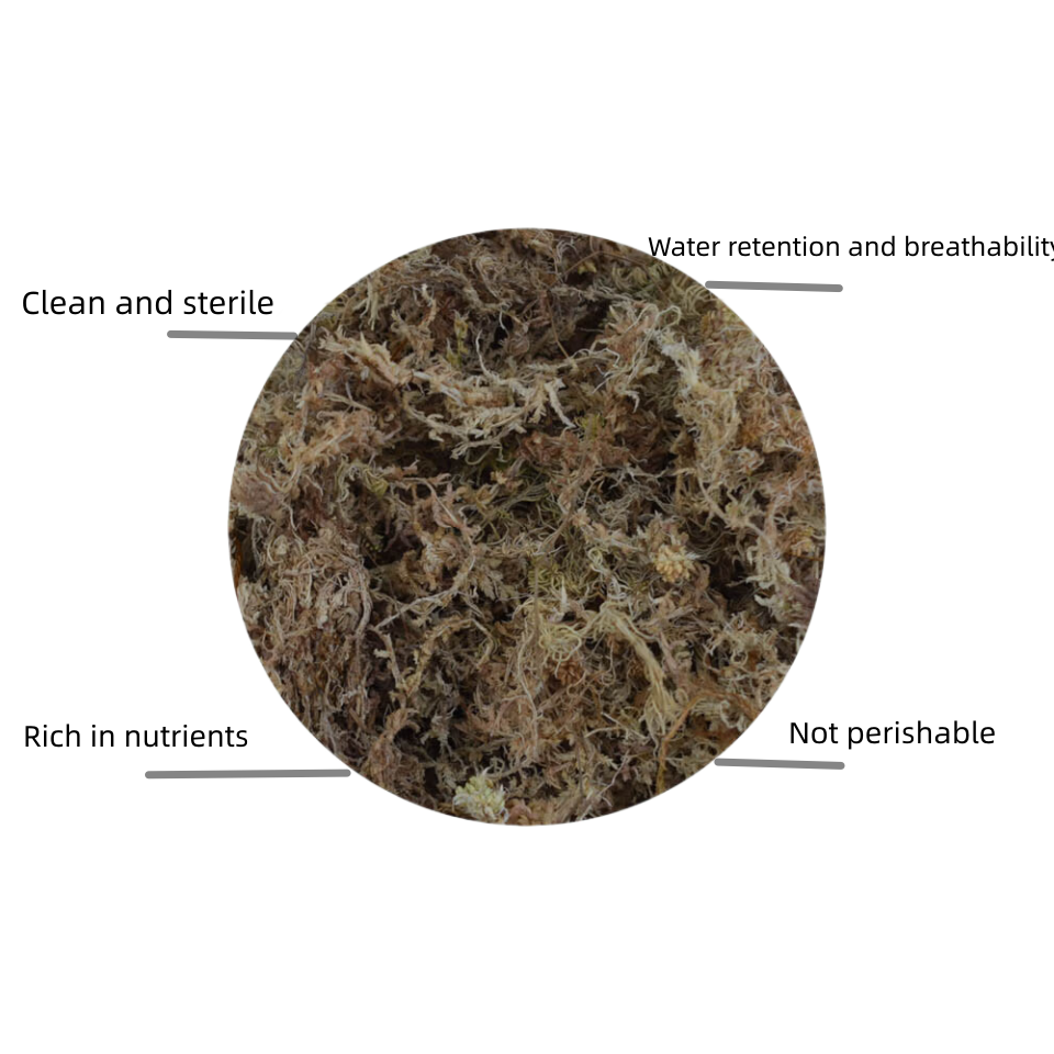 wholesale long fiber sphagnum moss Terrarium moss for orchid plant