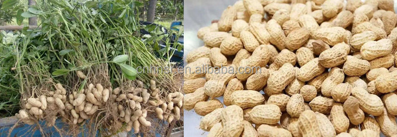 Automation Elevator Groundnut Harvesting Machine Peanut Picker Combine Harvester