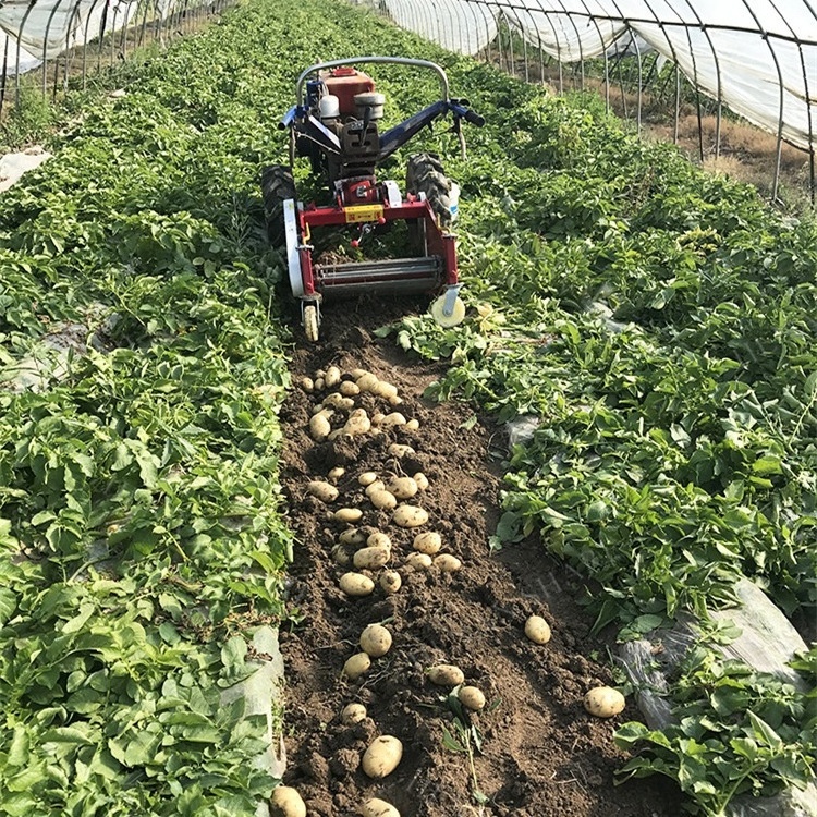 Potato harvester 2 row self loading walking tractor potato harvester machine